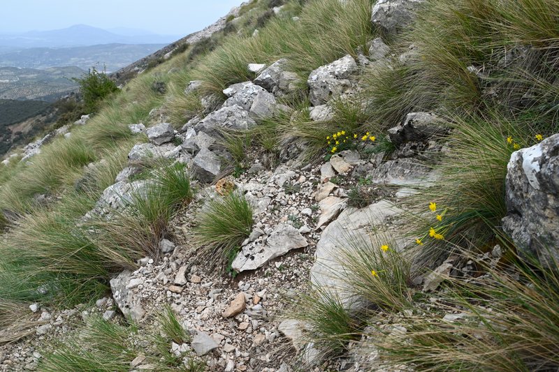 Rushleaf Jonquil photo 6
