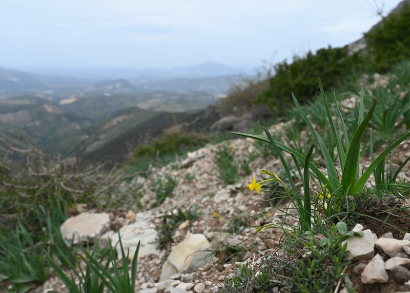 Rushleaf Jonquil photo 7