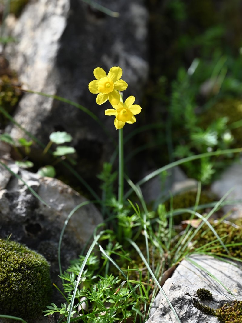 Rushleaf Jonquil photo 8