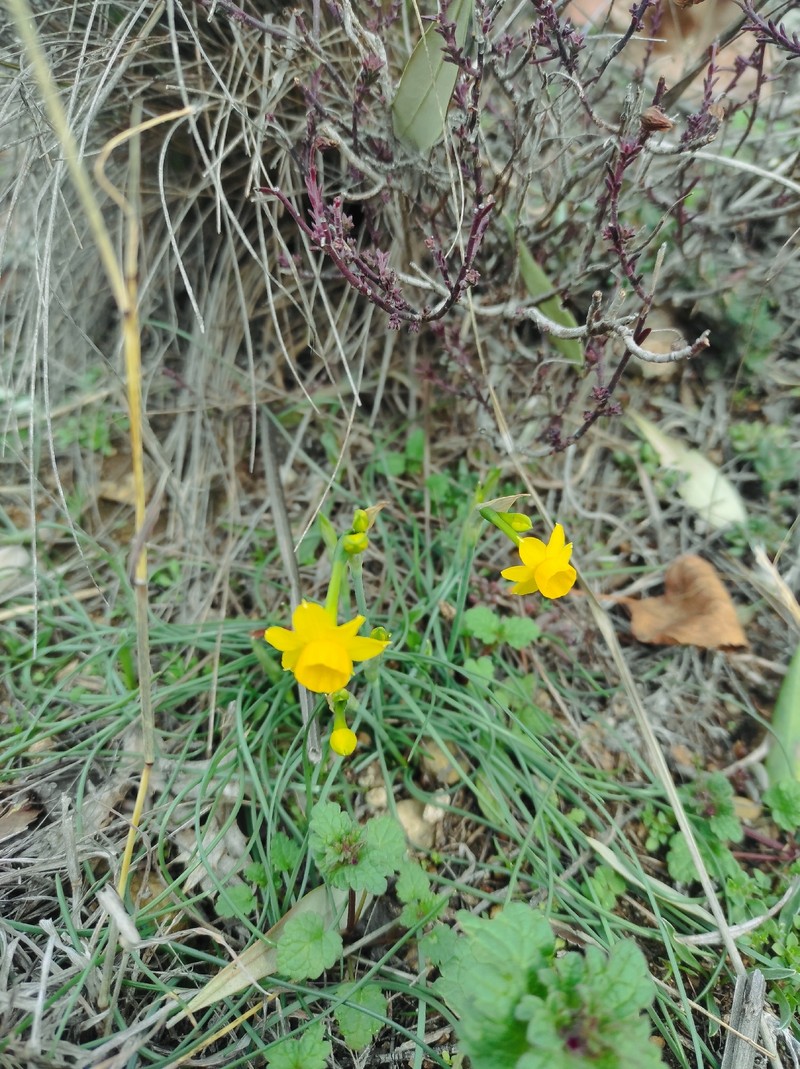 Narcissus assoanus subsp. assoanus