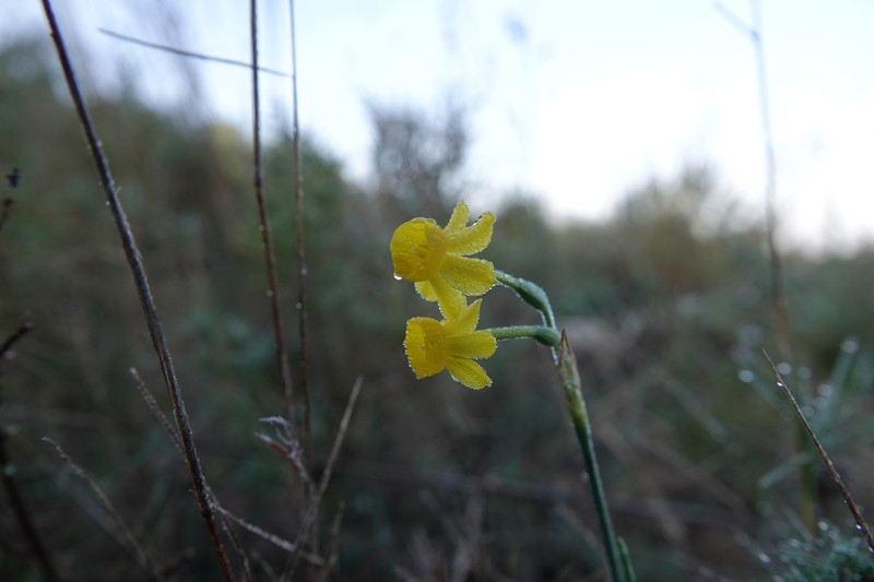 Narcissus assoanus subsp. assoanus photo 2