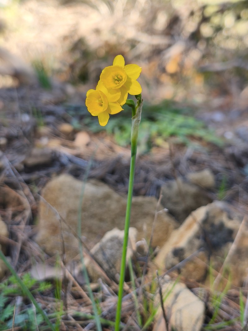 Narcissus assoanus subsp. assoanus photo 3