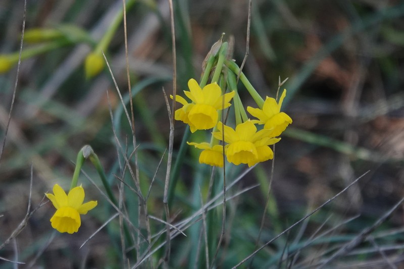 Narcissus assoanus subsp. assoanus photo 4