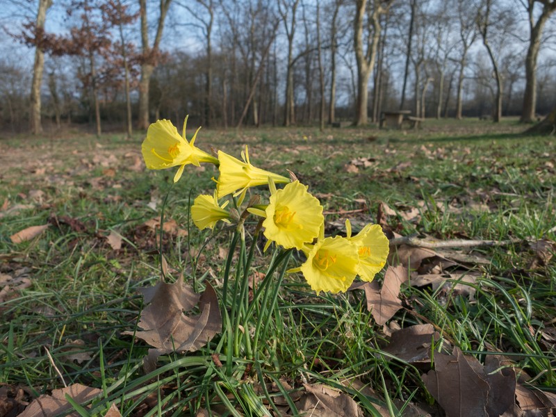 Petticoat Daffodil