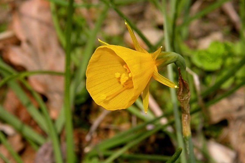 Petticoat Daffodil photo 2