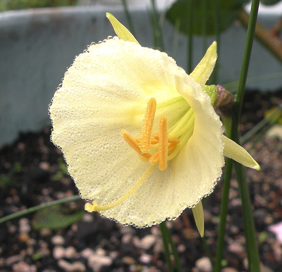 Petticoat Daffodil photo 3