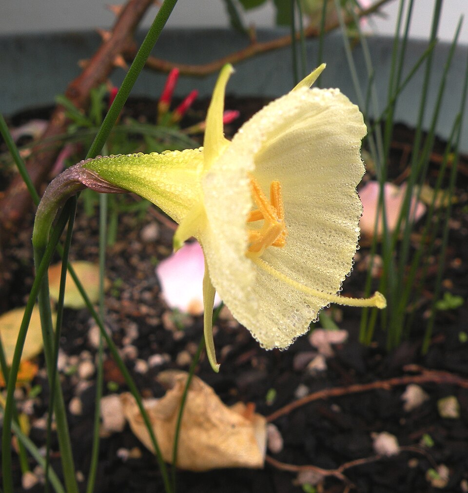 Petticoat Daffodil photo 4