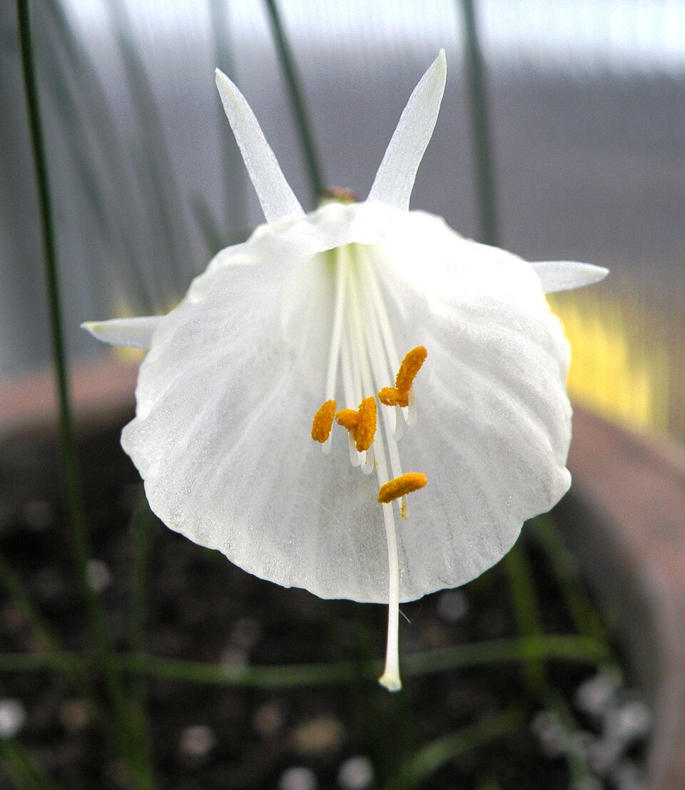 Petticoat Daffodil photo 5