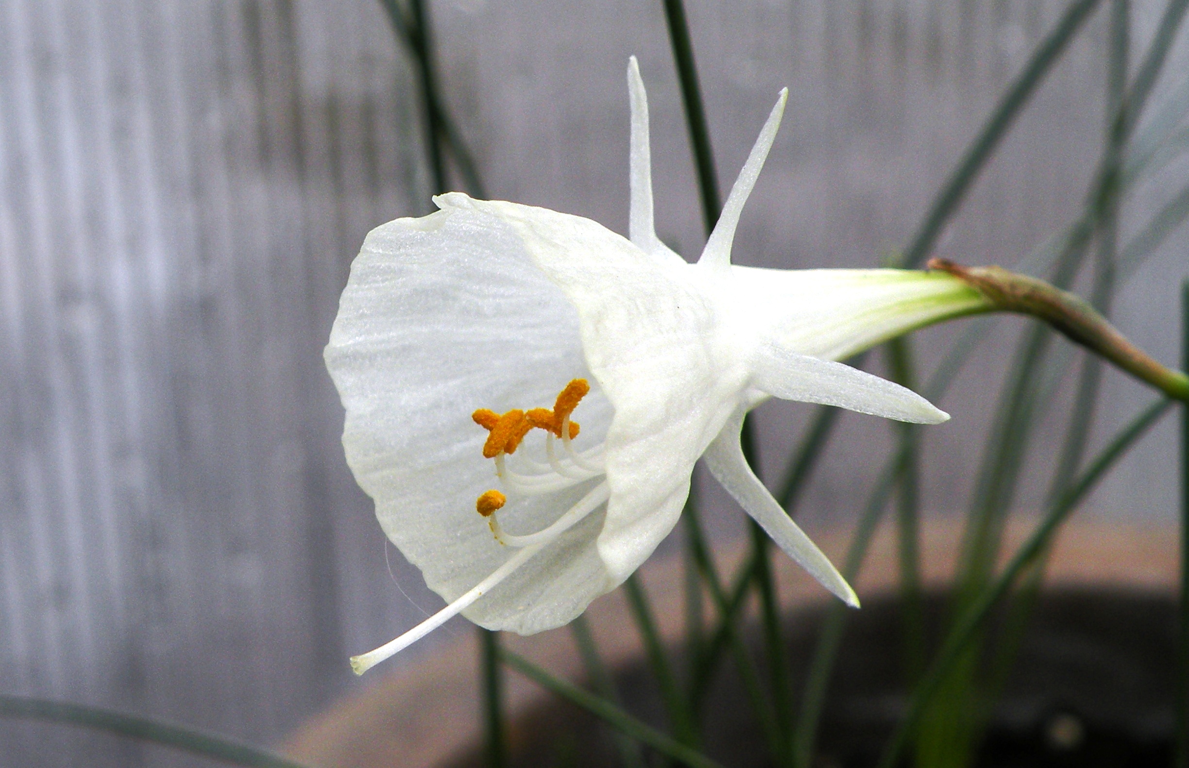 Petticoat Daffodil photo 6