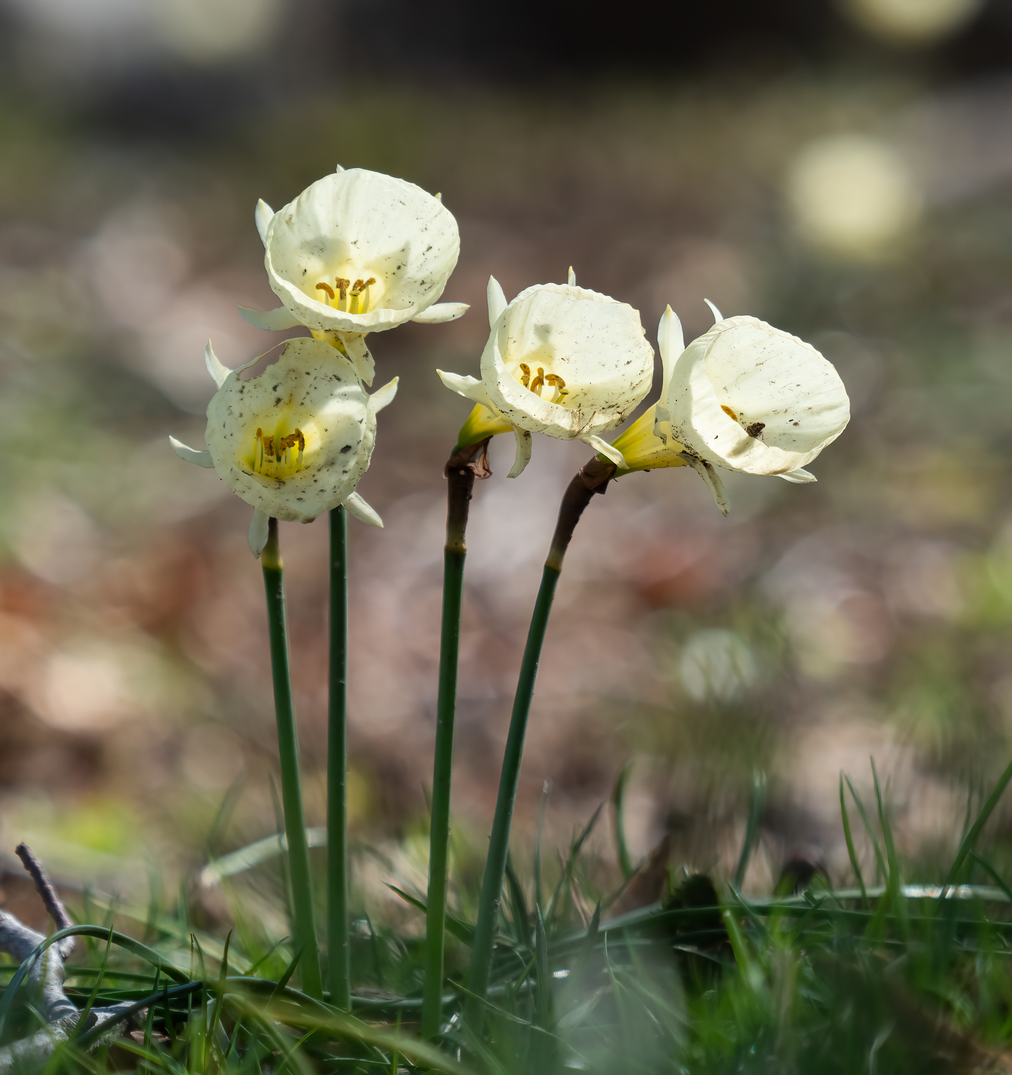 Petticoat Daffodil photo 7