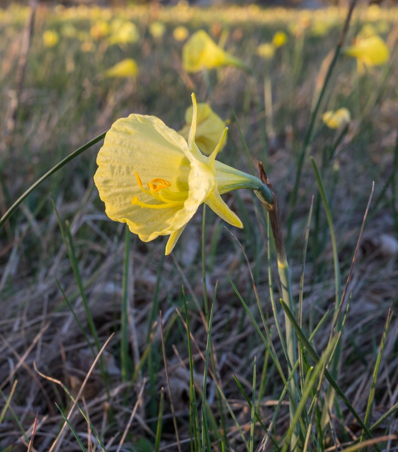 Petticoat Daffodil photo 8
