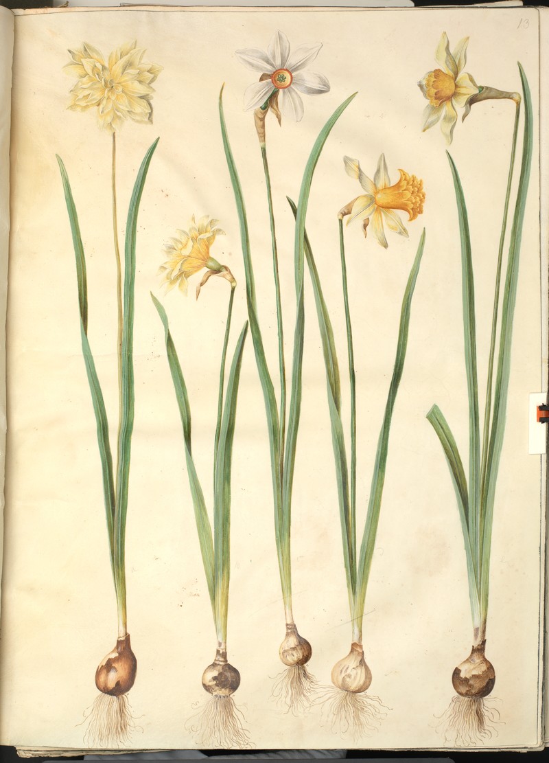 Nonesuch Daffodil photo 4