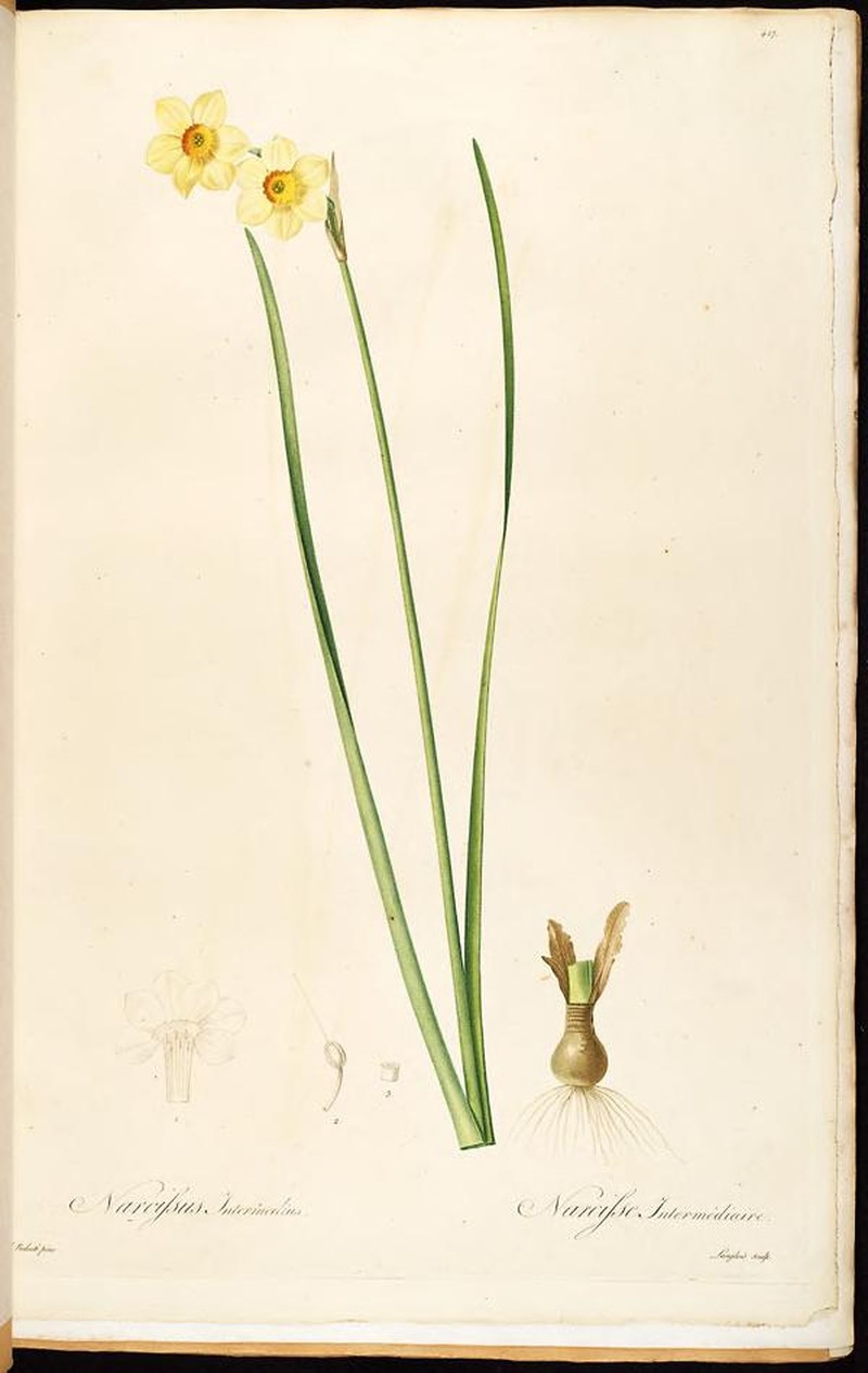 hybrid daffodil