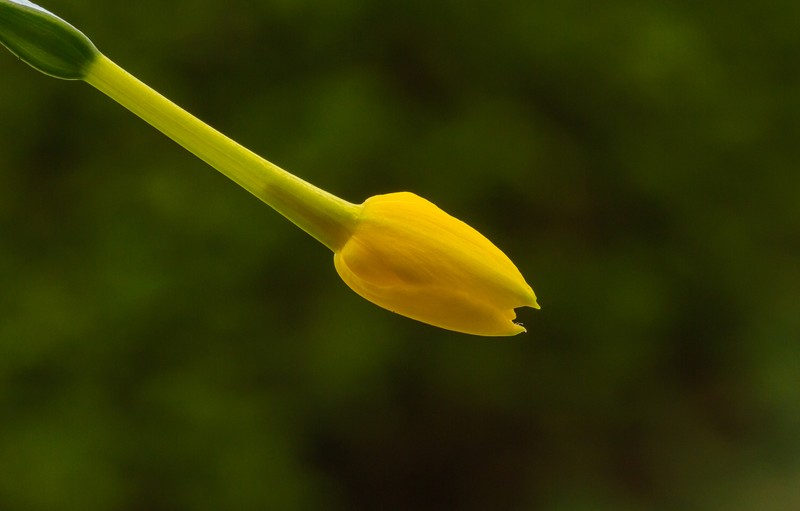 Jonquil photo 5