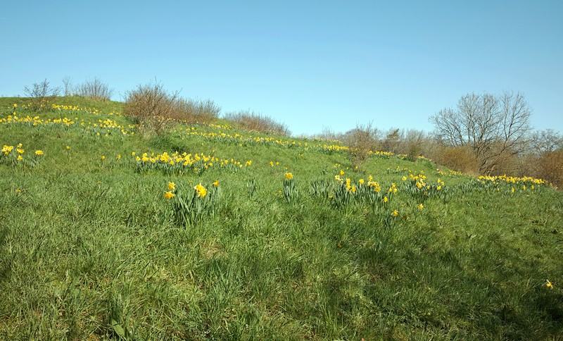 Jonquil photo 6