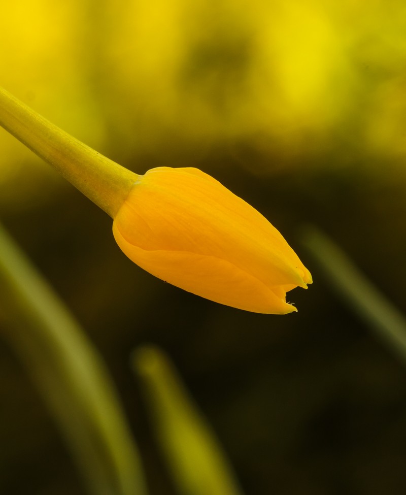 Jonquil photo 2