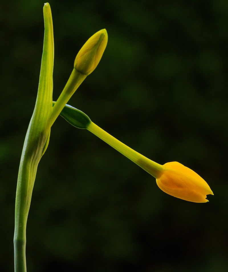 Jonquil photo 3