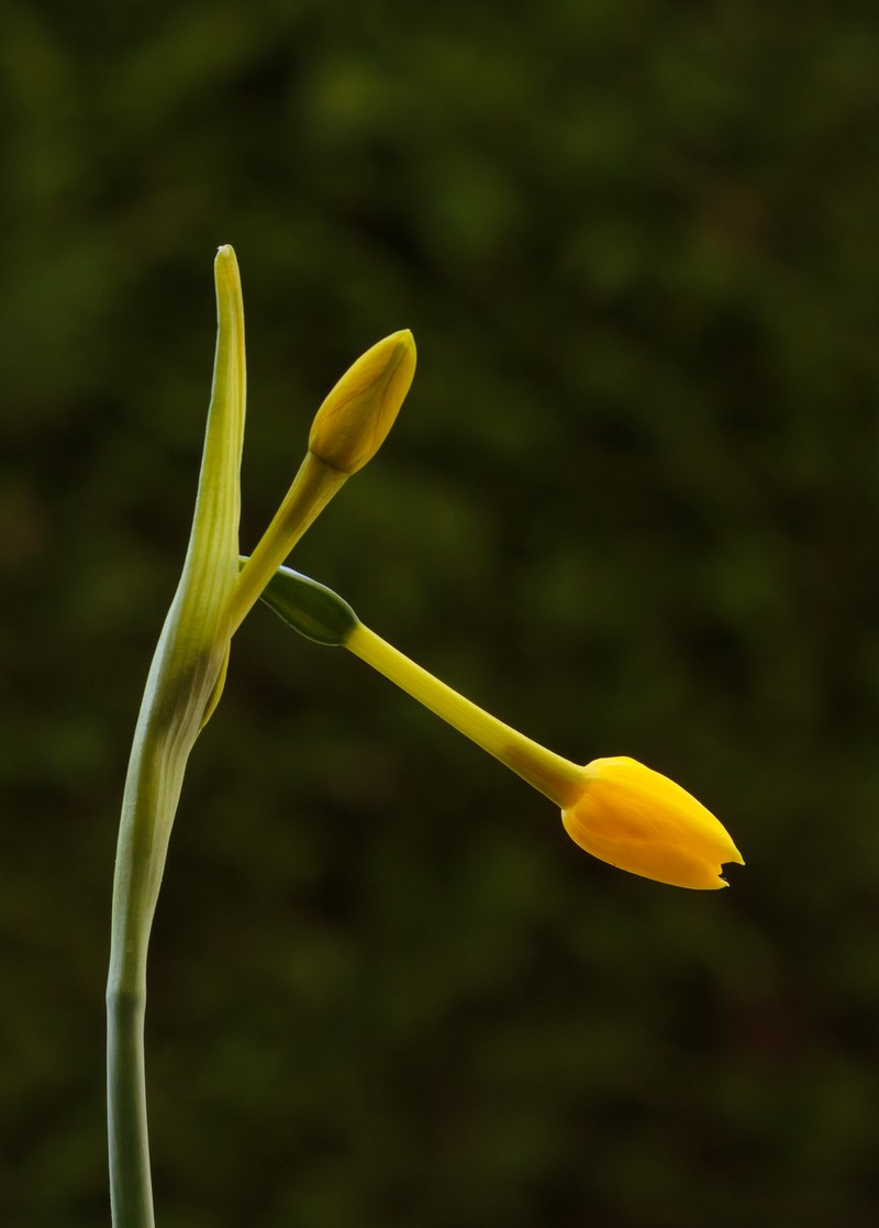Jonquil photo 4