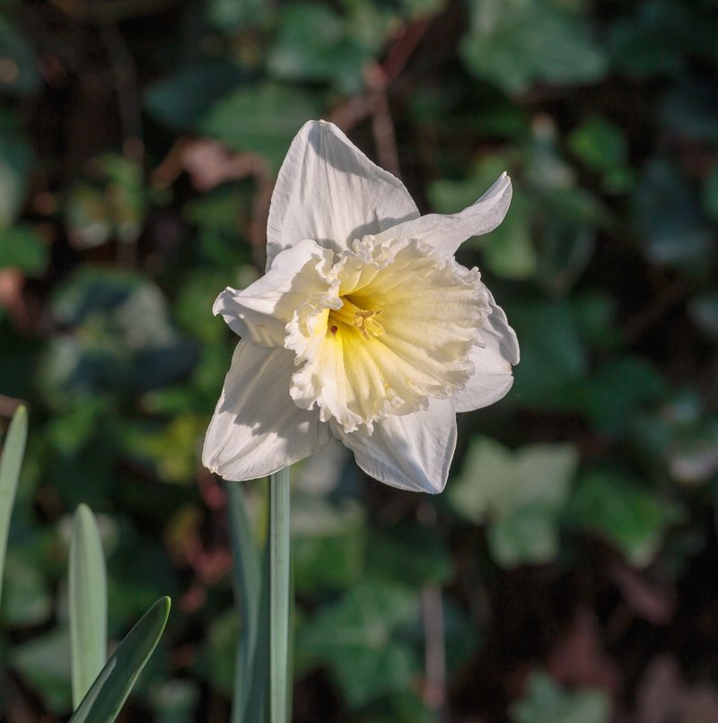 Jonquil photo 8