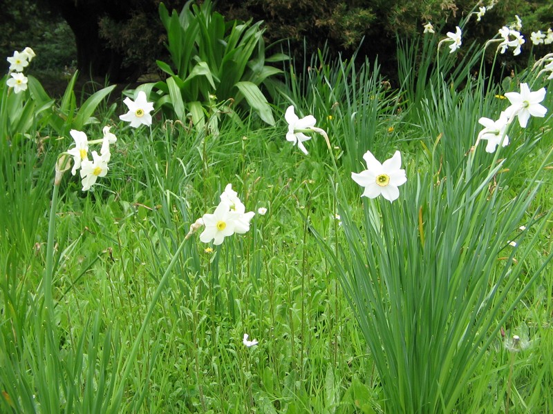 Primrose Peerless photo 3