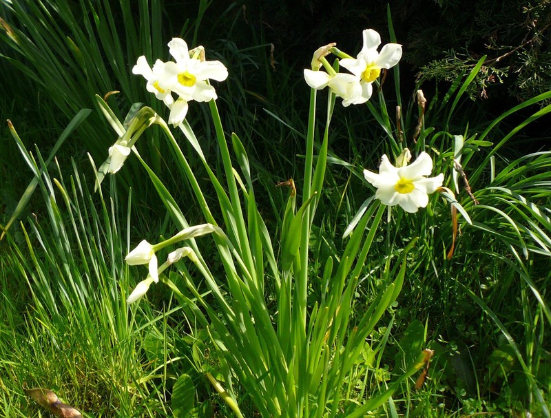 Primrose Peerless photo 4