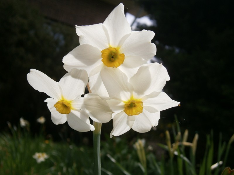 Primrose Peerless photo 2