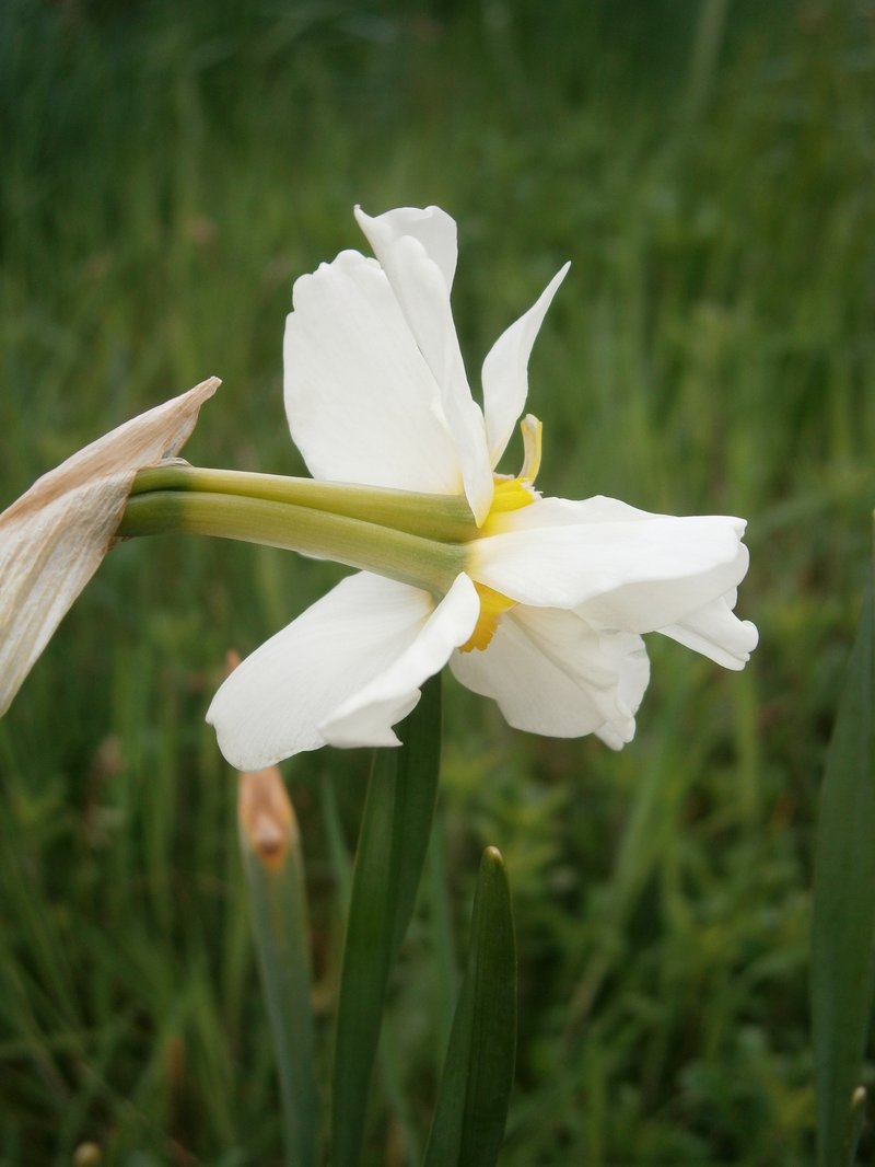 Primrose Peerless photo 5