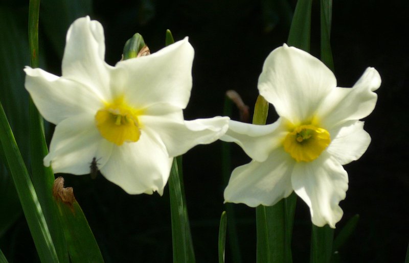 Primrose Peerless photo 6