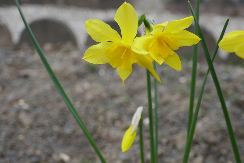 Campernelle Jonquil