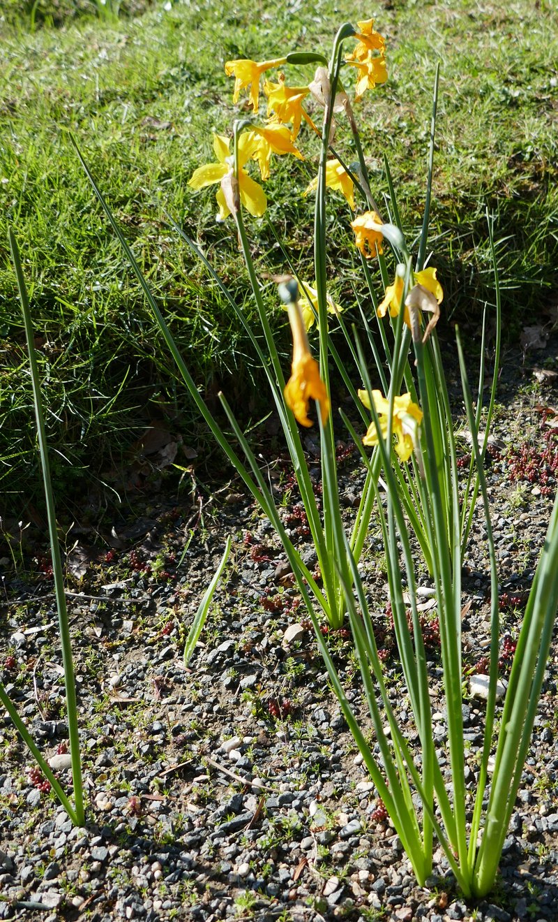 Campernelle Jonquil photo 2