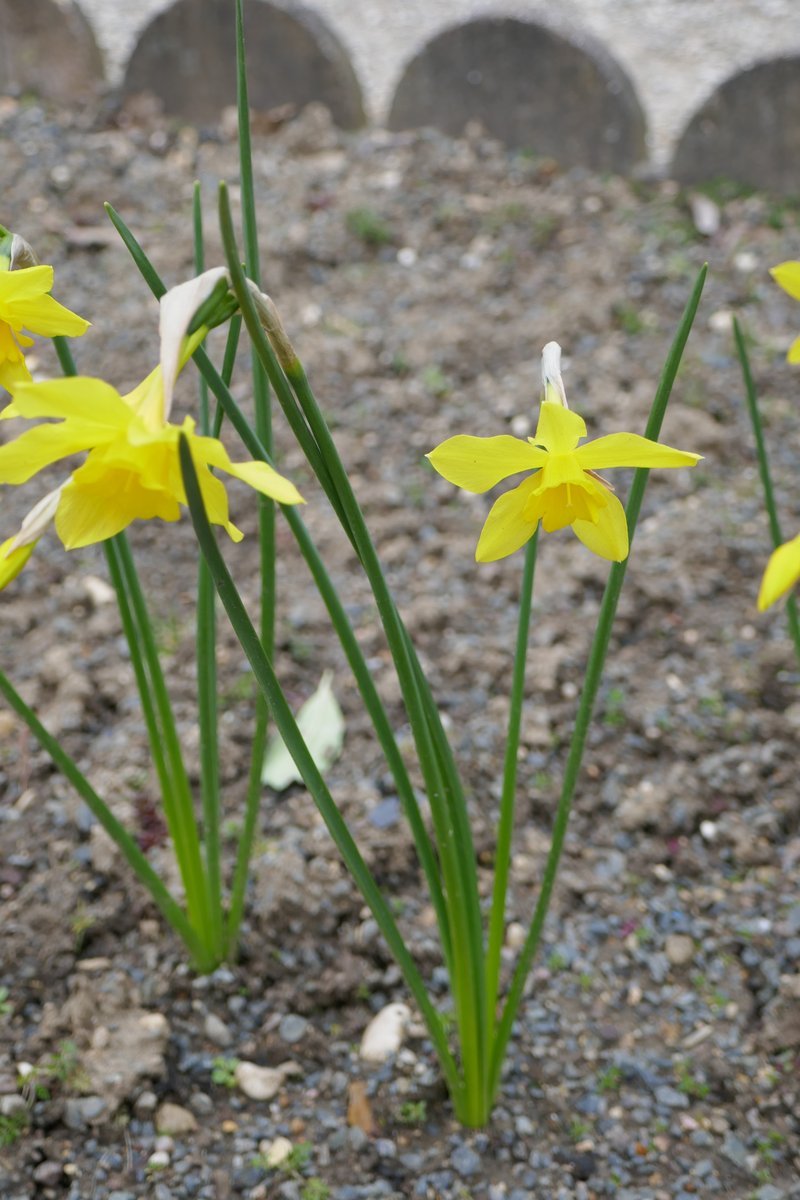 Campernelle Jonquil photo 3