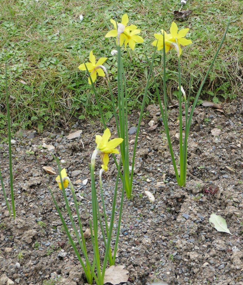 Campernelle Jonquil photo 4