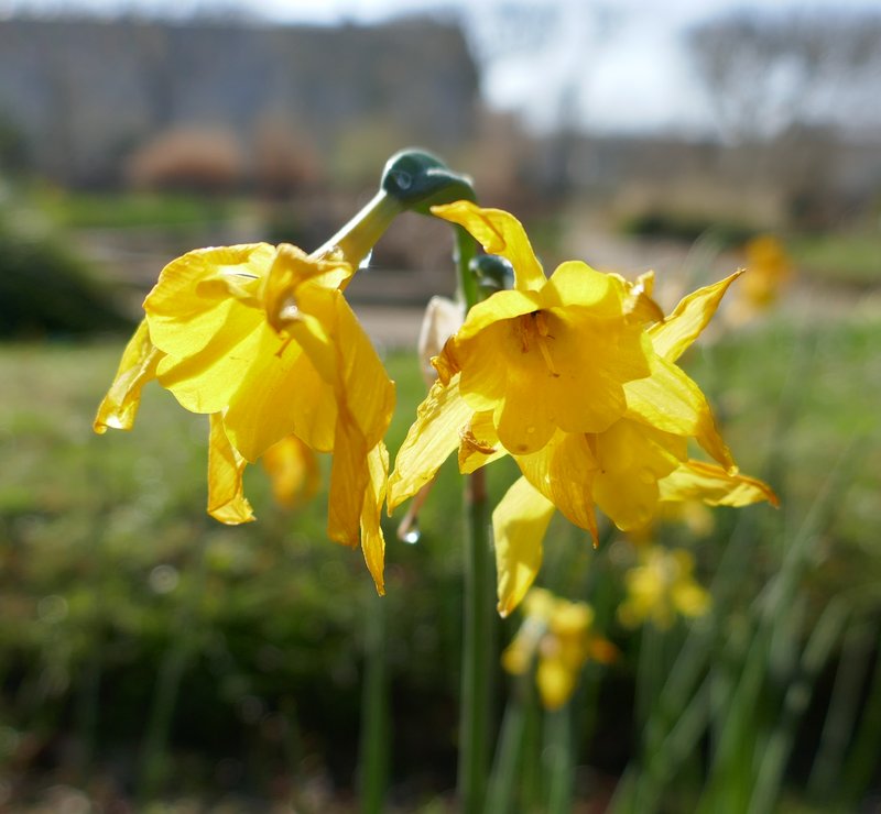 Campernelle Jonquil photo 5