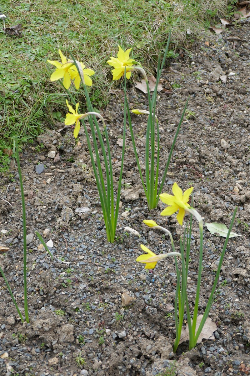 Campernelle Jonquil photo 6
