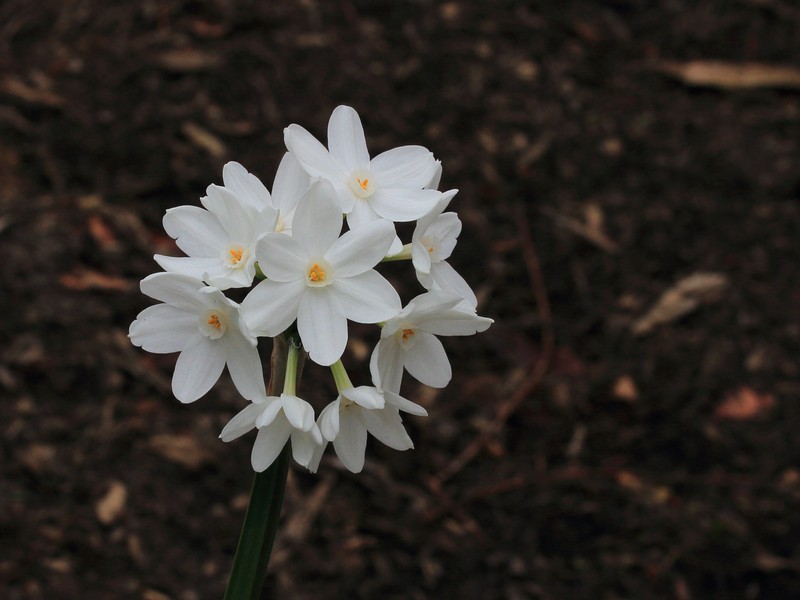 Paperwhite Narcissus