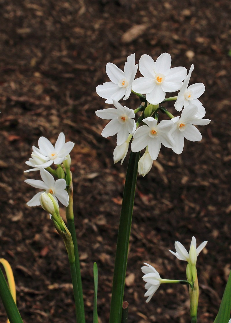 Paperwhite Narcissus photo 2
