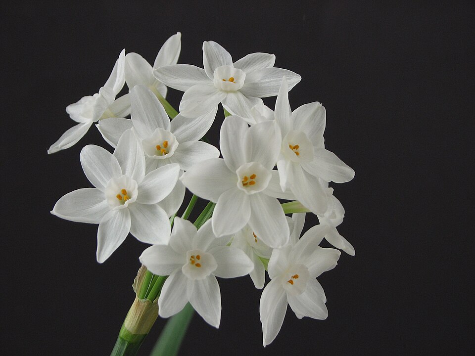 Paperwhite Narcissus photo 4