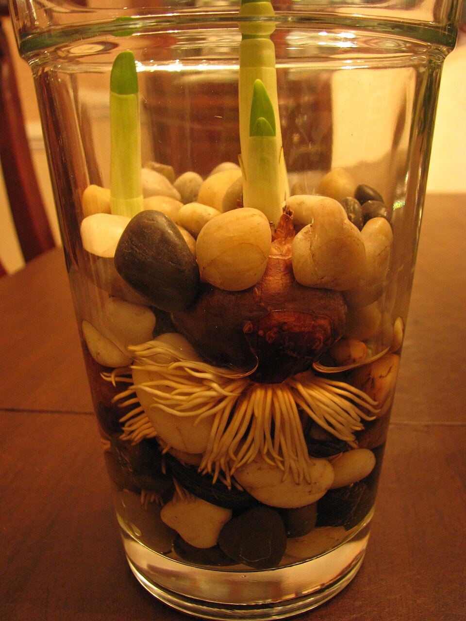 Paperwhite Narcissus photo 6