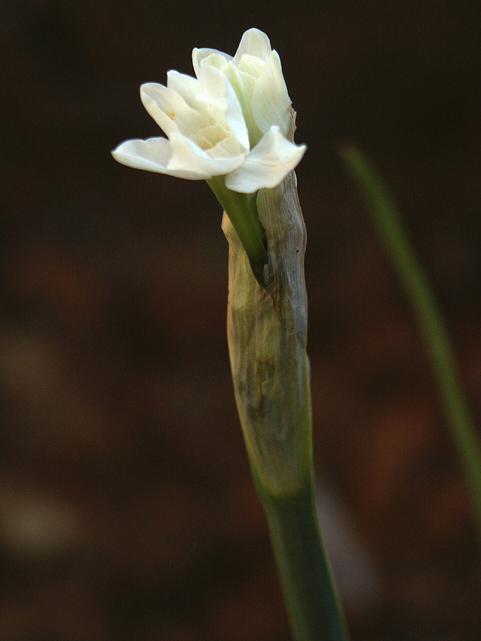 Paperwhite Narcissus photo 7