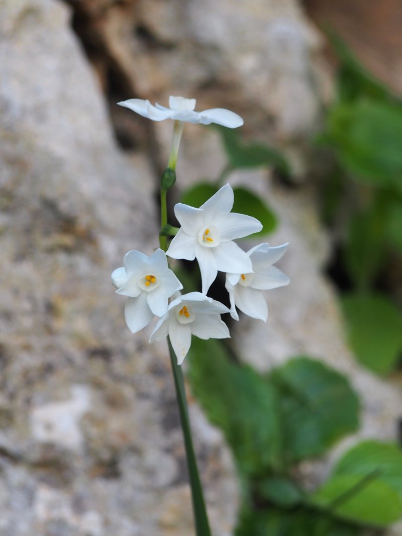 Paperwhite Narcissus photo 8