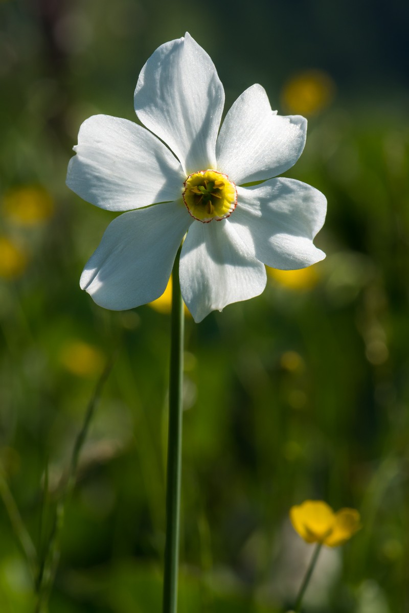 Poet's Narcissus photo 2