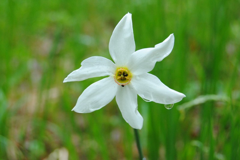 Poet's Narcissus photo 3