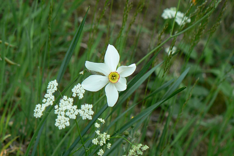 Poet's Narcissus photo 5