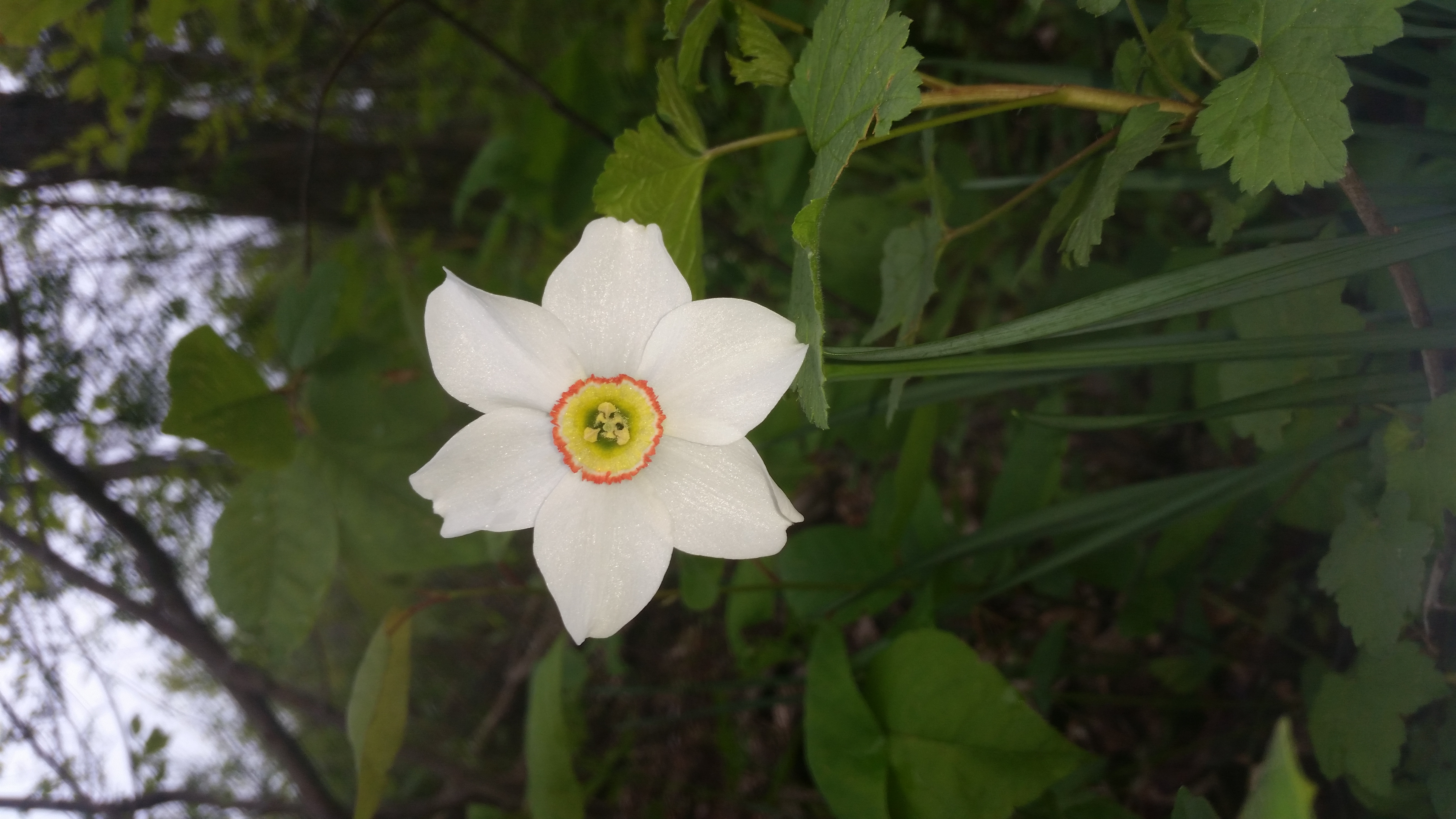 Poet's Narcissus photo 6