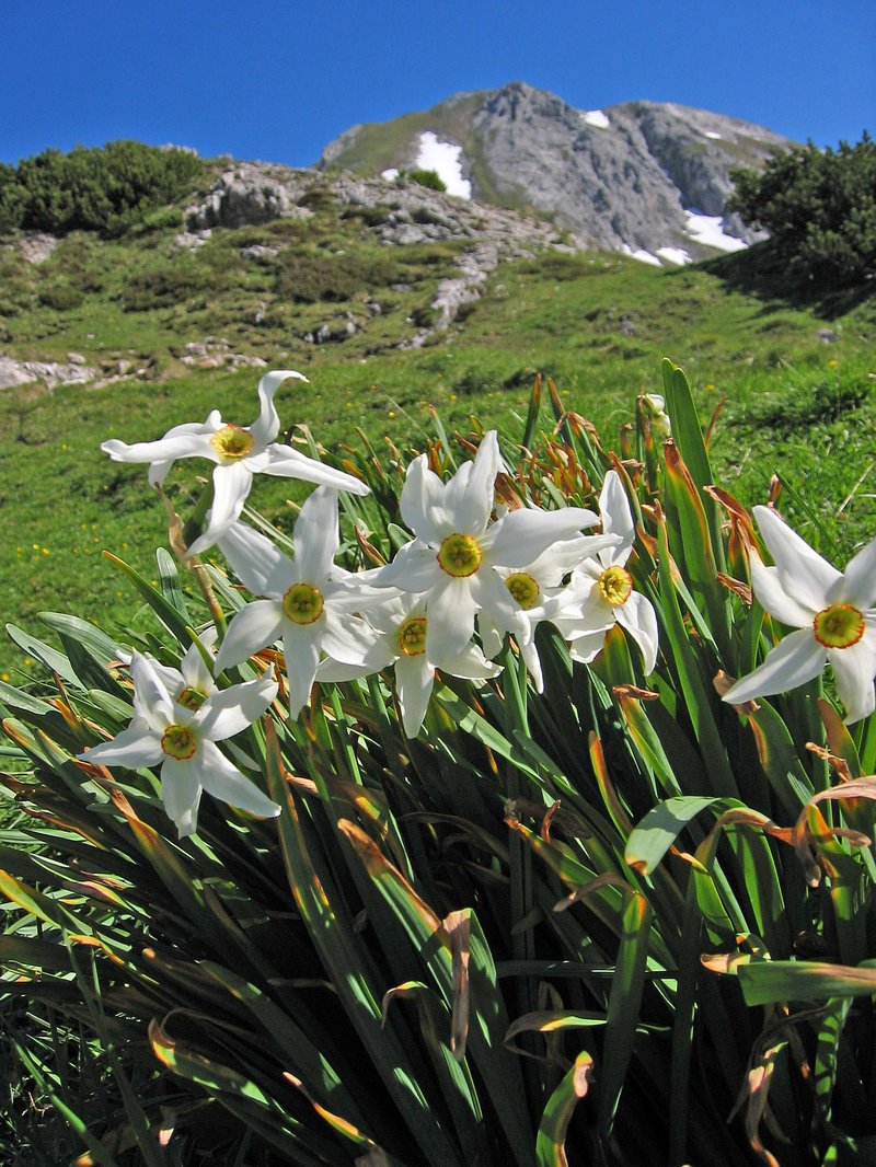 Poet's Narcissus photo 7