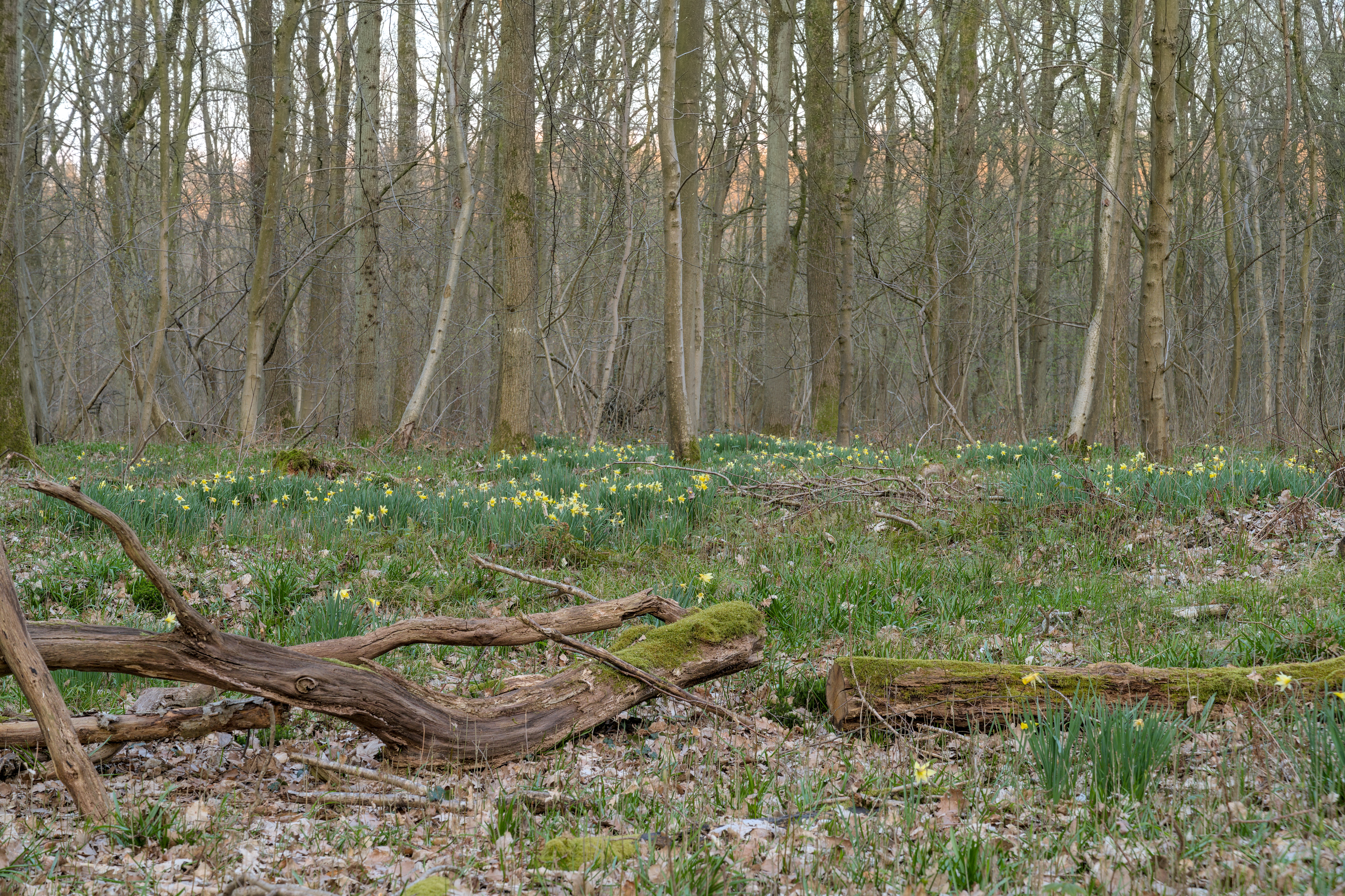 Daffodil photo 3