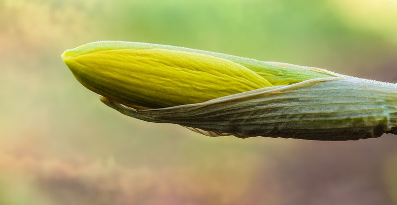 Daffodil photo 5