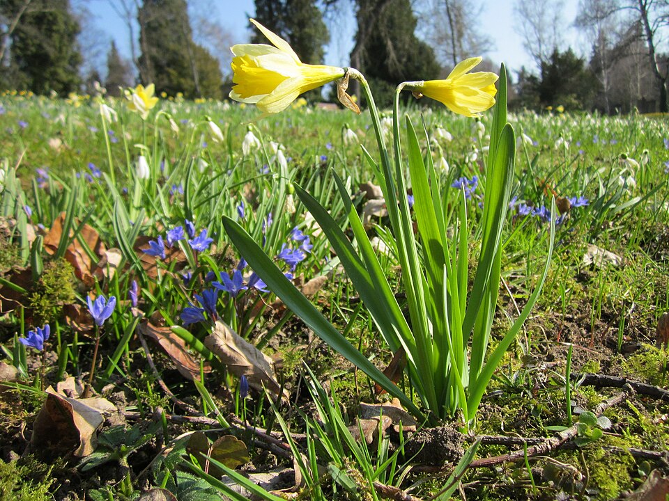 Daffodil photo 6