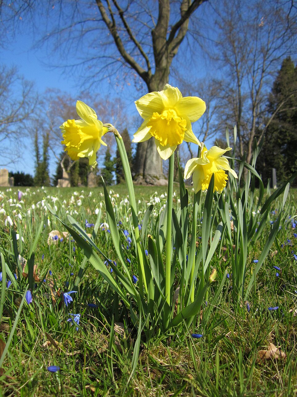 Daffodil photo 7