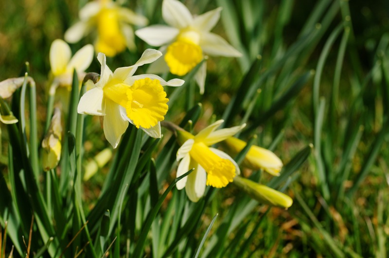 Daffodil photo 8